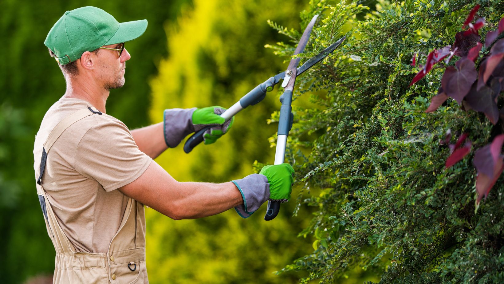 best bushes for landscaping