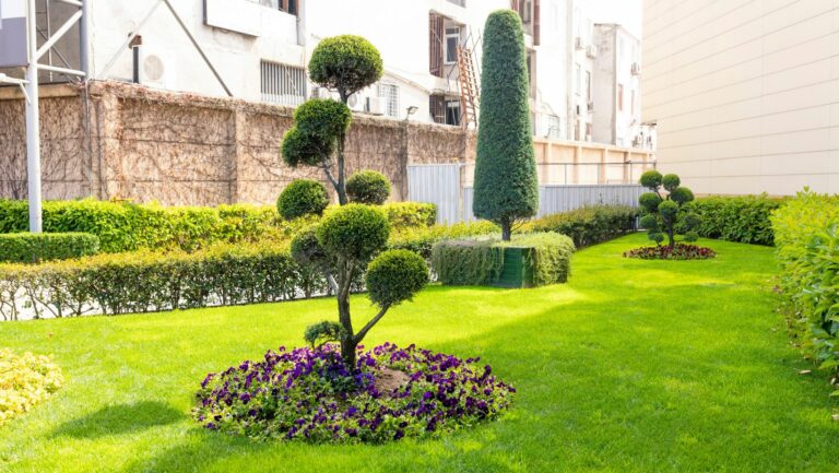 landscaping with golden mop cypress